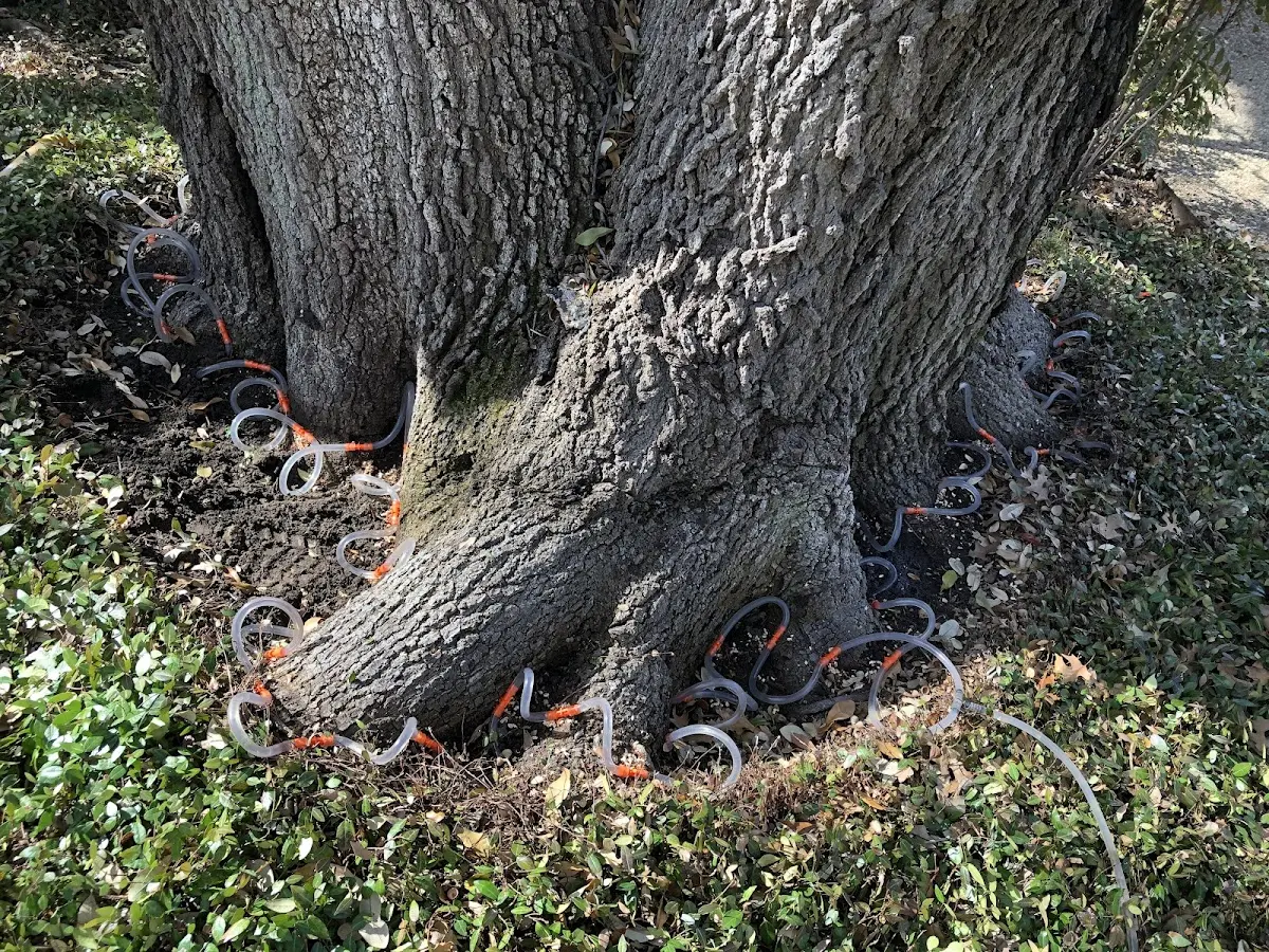 Detailed Tree Cabling and Bracing job site in Kellyton
