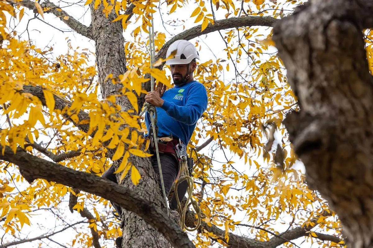 Skilled Tree Trimming crew working in Kellyton