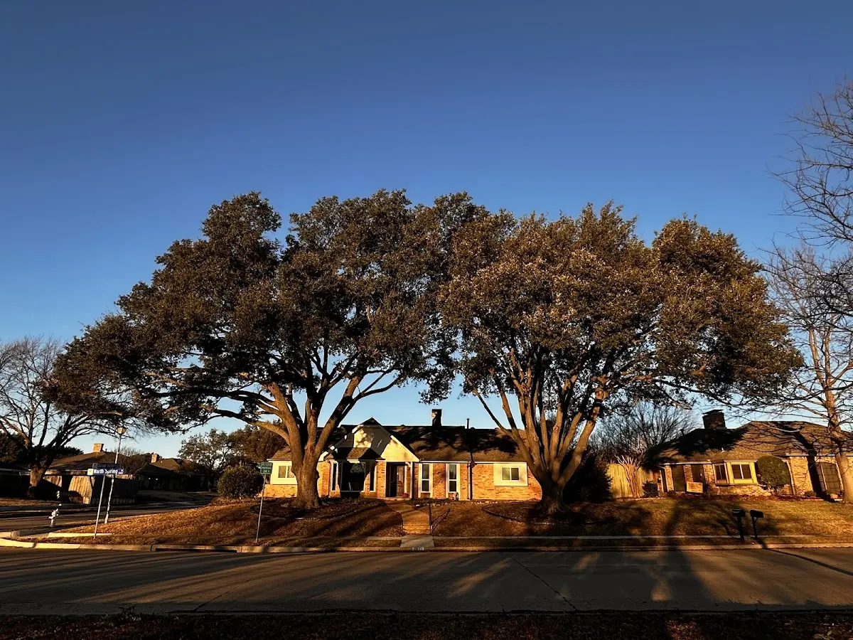 Established residential canopy tree shading a home in Kellyton